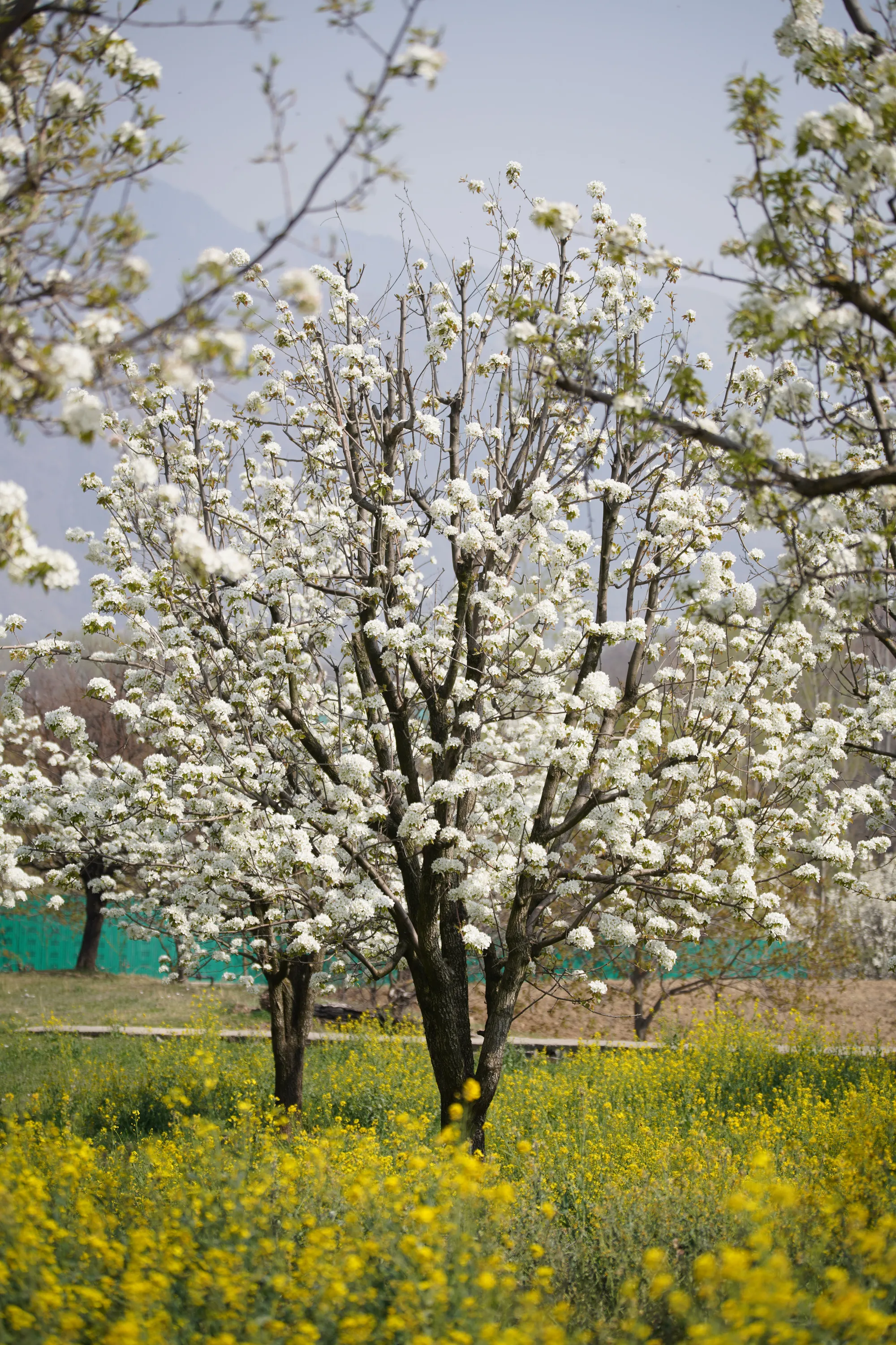 The Best Time to Visit Kashmir in 2026 — A Month-by-Month Guide - Kashmir travel blog by TDI Holiday Ventures