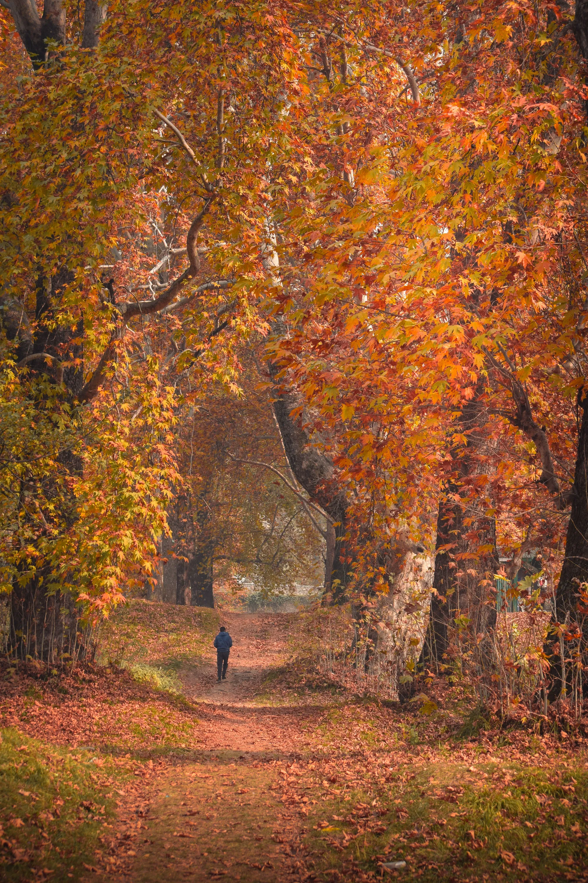 Autumn in Kashmir - TDI Holiday Ventures